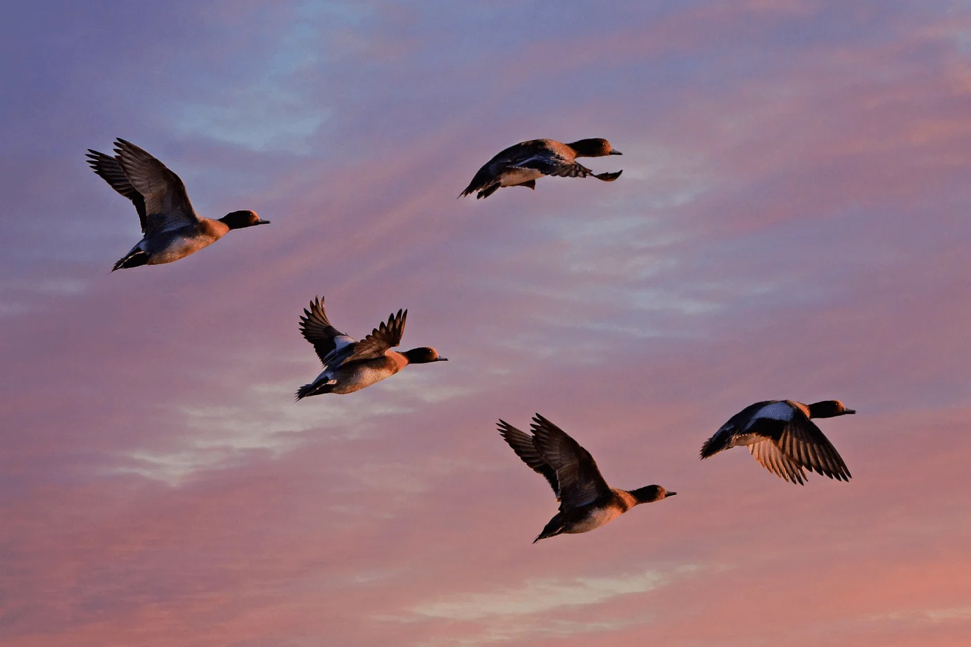 Call Ducks